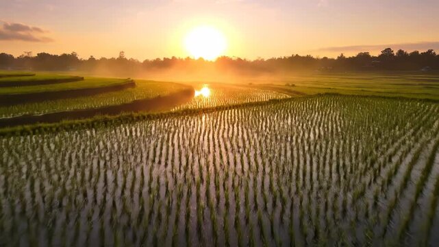Golden sunrise bathes a terraced rice field in soft light, mist rising from the water. Lush crops reflect the sun
