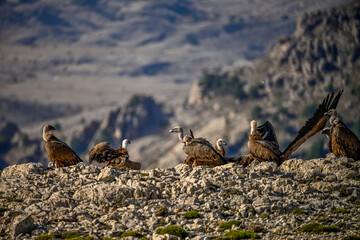 Griffon vultures or Gyps fulvus perched on the mountain.