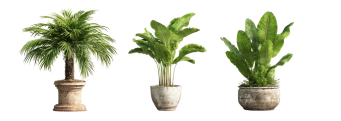 Decorative potted plants