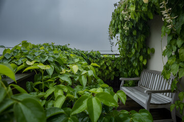 Tranquil garden bench nestled amongst lush green foliage under a cloudy sky