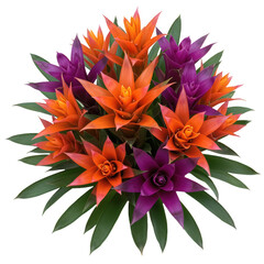 Vibrant bromeliad flower arrangement isolated on transparent background