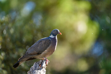 Wood Pigeon or Columba palumbus, watching for possible danger.