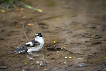 Pied Flycatcher or Ficedula hypoleuca, passerine bird of the flycatcher family.
