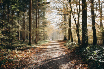 Fototapeta premium Sunlit forest path covered with fallen autumn leaves, winding through tall trees and dappled light. A serene woodland trail evoking peaceful nature walk and seasonal mood.