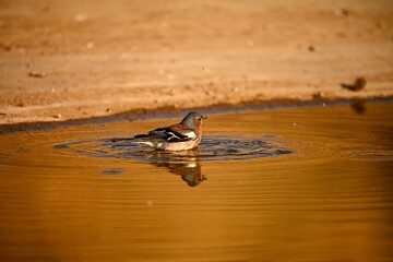 Chaffinch or Fringilla coelebs, reflected in the golden pool.