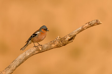 Fototapeta premium Chaffinch or Fringilla coelebs, perched on a twig.
