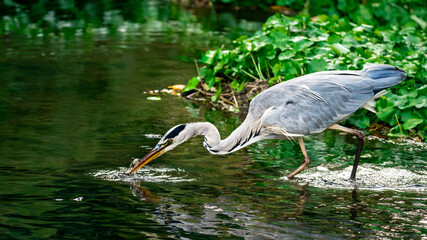 Obraz premium great blue heron ardea alba