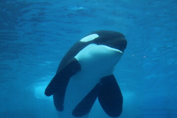 Obraz premium シャチ