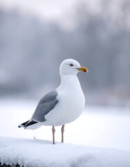 Obraz premium A seagull standing on a snowy ledge with a blurred winter background
