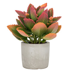 Small succulent plant in a concrete pot isolated on transparent background
