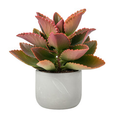 Kalanchoe daigremontiana succulent plant in a white pot isolated on transparent background