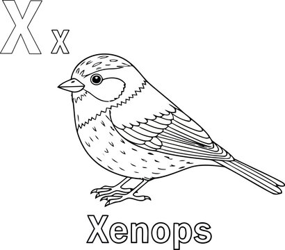 A vector illustration vector art of letter x, a xenops bird