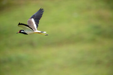 Obraz premium The red-wattled lapwing is a large wader native to Asia, known for its loud and repetitive alarm call that sounds like 