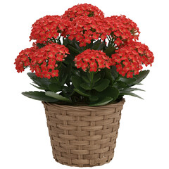 Vibrant red kalanchoe flowers in a woven basket isolated on transparent background