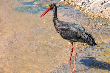 South Africa, Kruger National Park,  Black Stork (Ciconia nigra)