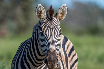 South Africa, Kruger National Park,  Burchell's Zebra (Equus quagga burchellii)