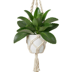 Green houseplant in a white macrame hanger isolated on transparent background