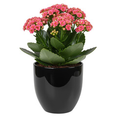 Pink kalanchoe plant in a black pot isolated on transparent background