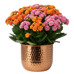 Vibrant kalanchoe plant with pink and orange flowers in a hammered copper pot isolated on transparent background