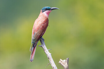 South Africa, Kruger National Park,  Southern Carmine Bee-eater (Merops nubicoides), Juvenile