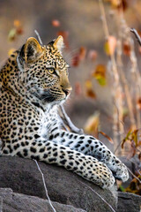 Young Leopard (Panthera pardus pardus) at Shimuwini in the Kruger National Park, Limpopo, South Africa