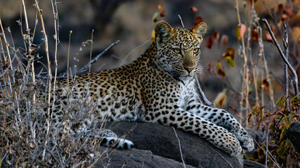Young Leopard (Panthera pardus pardus) at Shimuwini in the Kruger National Park, Limpopo, South...