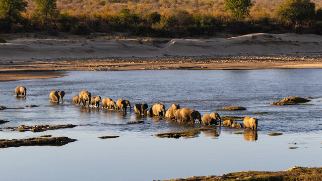 A herd of elephant (Loxodonta africana) crossing the Olifantsriver near Olifants camp in the Kruger National Park, Limpopo, South Africa 
