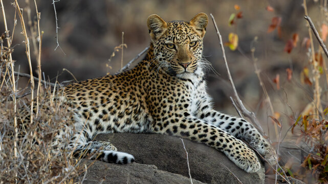 Young Leopard (Panthera pardus pardus) at Shimuwini in the Kruger National Park, Limpopo, South Africa