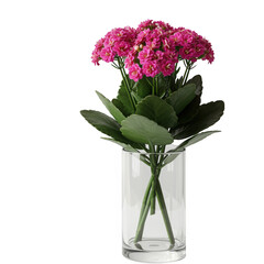 Vibrant pink flowers in a clear glass vase isolated on transparent background