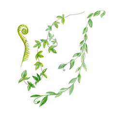 Liana branches leafs watercolor illustration set isolated on white. Hand drawn design elements perfect for cards, posters, botanical patterns, eco decor, tropical rainforest design. Fern