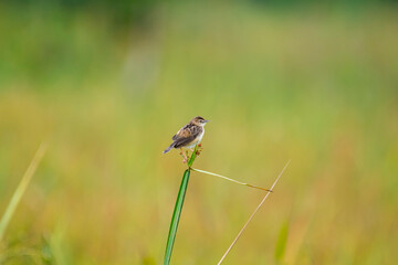 A small streaked brown bird, likely a Zitting cisticola, perches on a blade of grass. Its wings are...