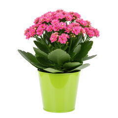 Vibrant pink kalanchoe plant in a lime green pot isolated on transparent background