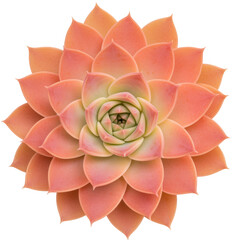 Echeveria succulent plant with pink and orange petals isolated on transparent background