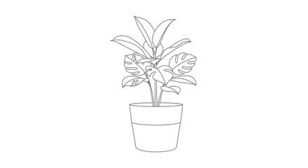 Monstera Plant in Pot, Natural Indoor Houseplant on Isolated White Background