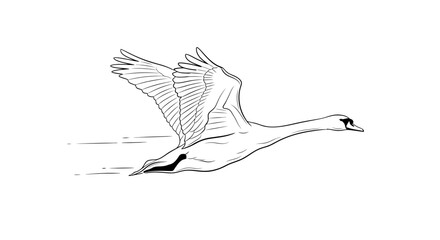 Obraz premium Graceful Swan Flying with Wings Spread on Isolated White Background