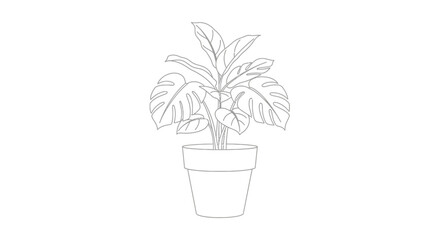 Elegant Monstera plant in a simple pot, showcasing its iconic split leaves, depicted as a stylish houseplant in a bright studio.