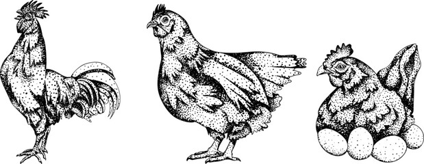 Detailed black-and-white engraving of a rooster, hen, and brooding hen with eggs, showcasing intricate feather patterns and natural poses. Perfect for rustic or farm-themed designs.