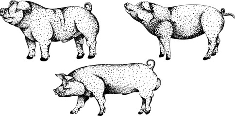 Detailed black-and-white engraving of three pigs in various poses, featuring intricate dot patterns. Great for farm, rustic, or livestock-themed designs.