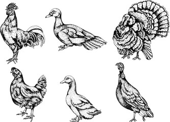 Intricate black-and-white engraving of six birds (roosters, hens, ducks, turkeys) with detailed dot patterns, ideal for farm or rustic designs.