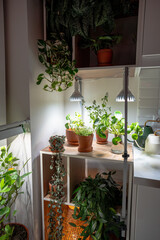Growing plants under phyto lamps at home in winter season. Lamp with full spectrum for supplementary lighting of Citrus tree, Epipremnum, Lemon mint houseplants. Plant care, additional illumination.