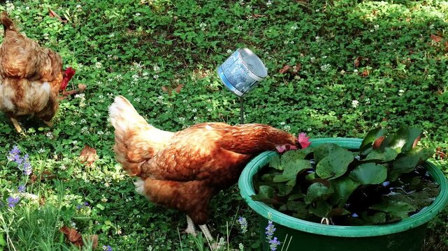 A Loman Brown laying hen drinks water from a green basin with floating water lilies while another hen pecks fresh grass in the background.