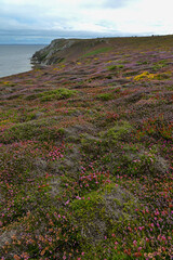 vu sur la végétation sauvage de la presqu'île de Crozon en Bretagne