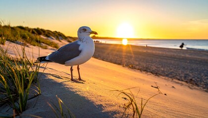 A seagull on a sandy dune at sunset