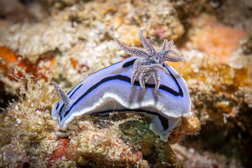 Beautiful nudibranch @ Mabul Island, Malaysia