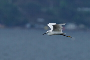 seagull in flight
