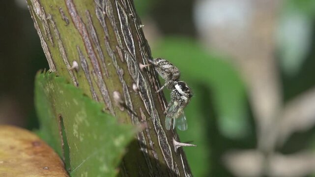 Zebra Spider (Salticus scenicus, 6-7mm long) with a small fly it has caught, on the stem of a rose bush. October, Kent, UK (Slow motion x5)
