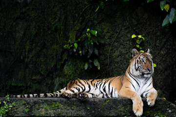 Close up Indochinese tiger is beautiful animal and dangerous in forest