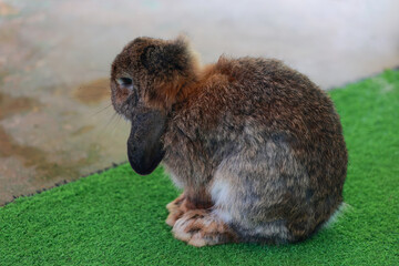 Dark Brown rabbit is rest on green floor