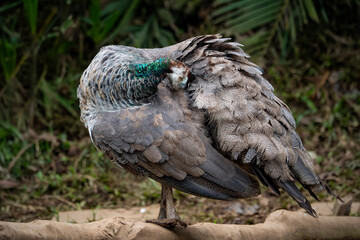 A beautiful male peacock with expanded feathers