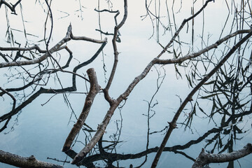 tree branches, water surface reflects sky